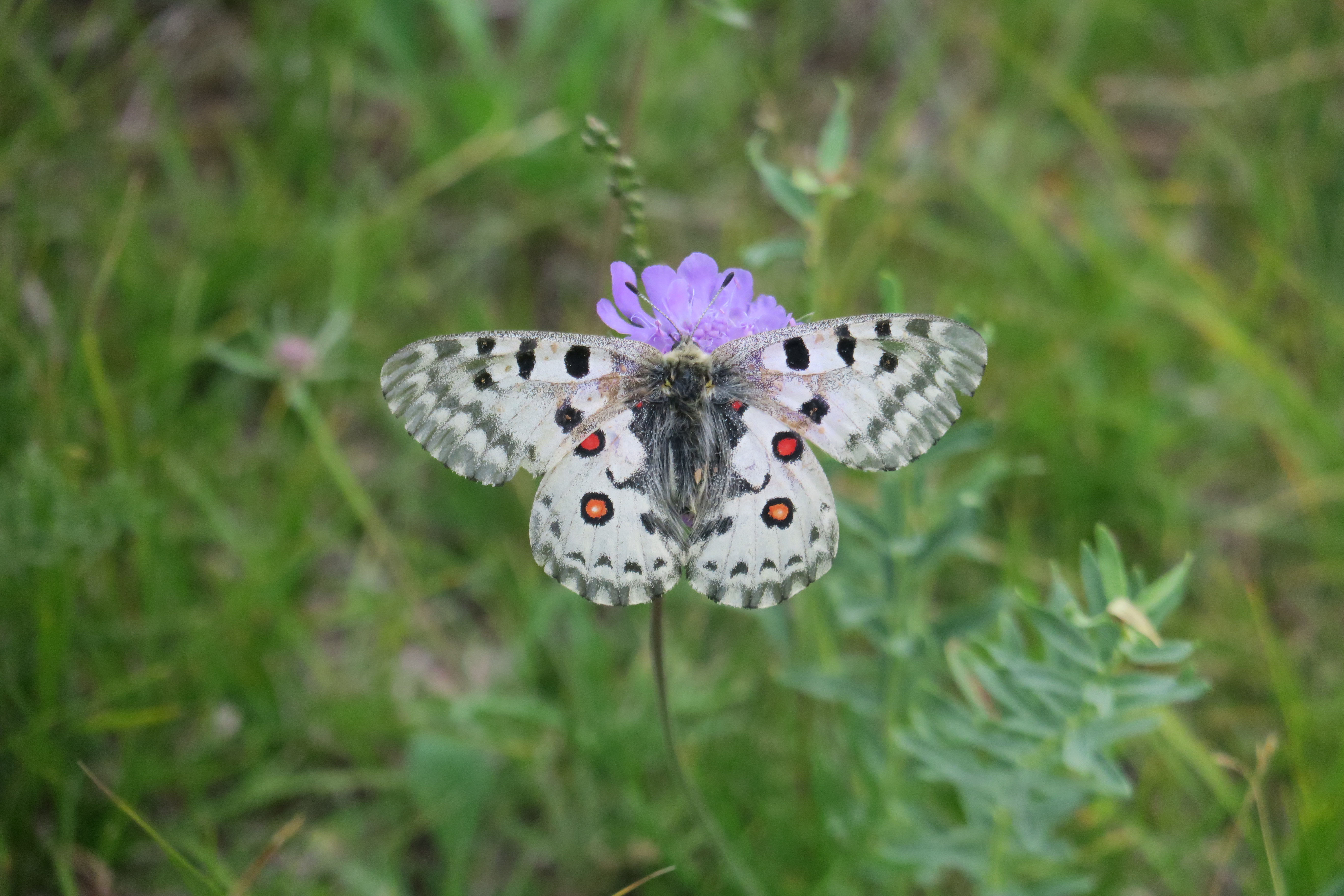 マツムシソウの花の上でアカボシウスバシロチョウが翅を広げている。