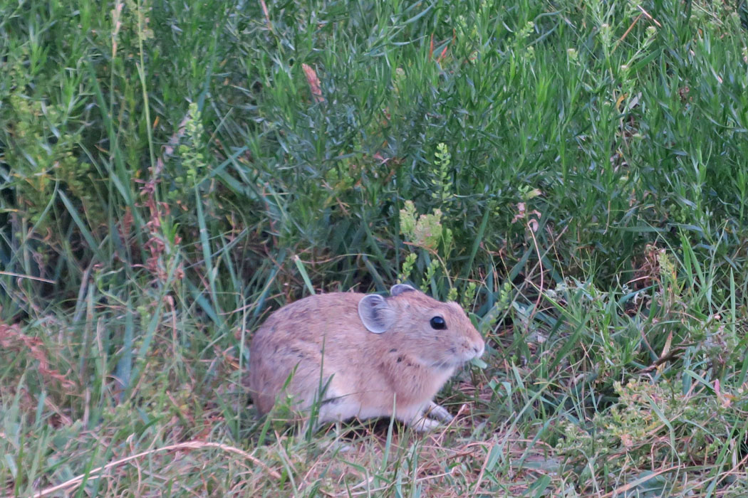 こちらはナキウサギ。