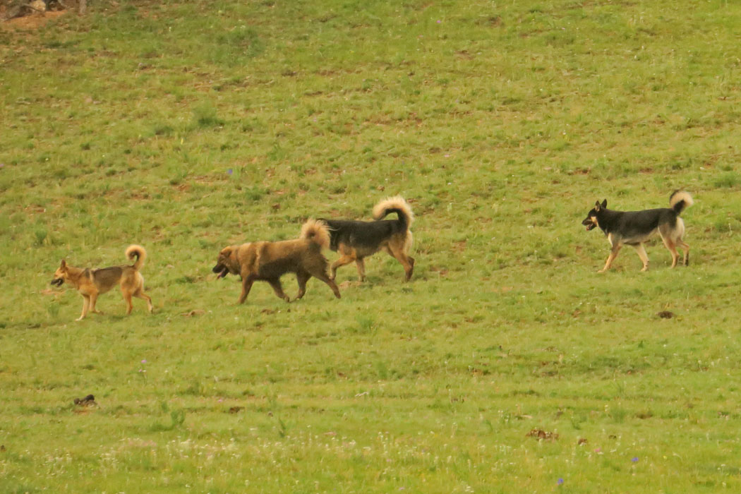 犬が数匹。牧羊犬か？最近は若者がオートバイに乗って家畜を追うらしいが。