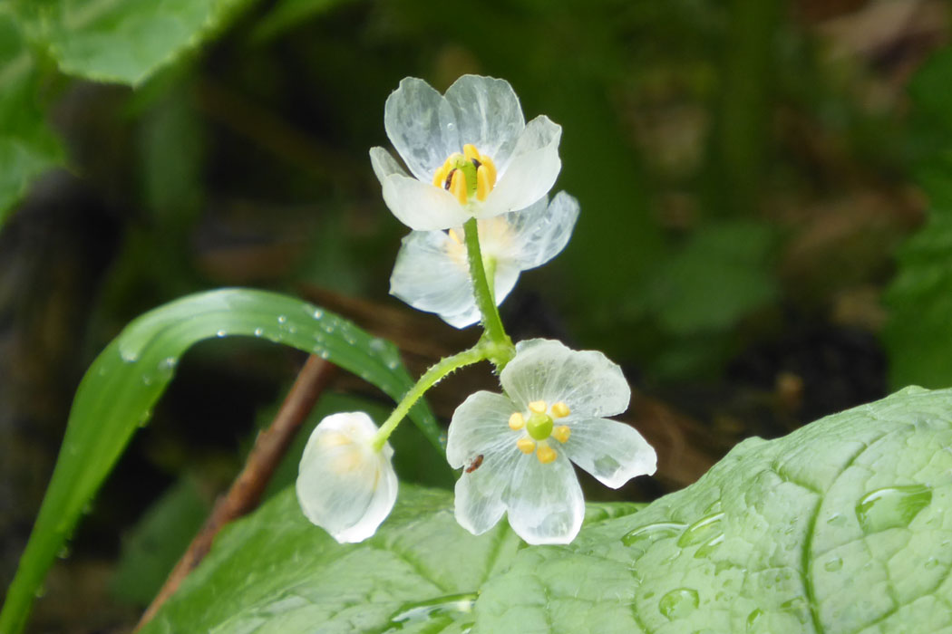 サンカヨウ、雨に濡れて花びらが透明になる。