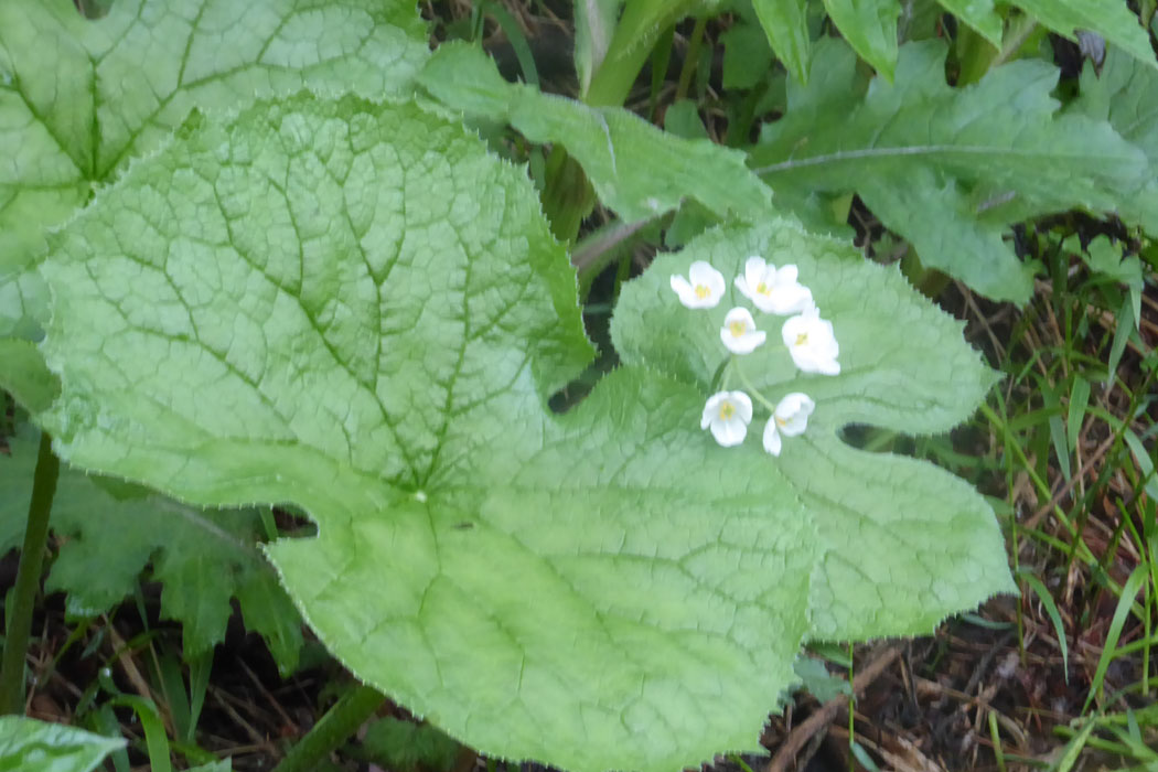 これは濡れていないサンカヨウ。花弁は白い。