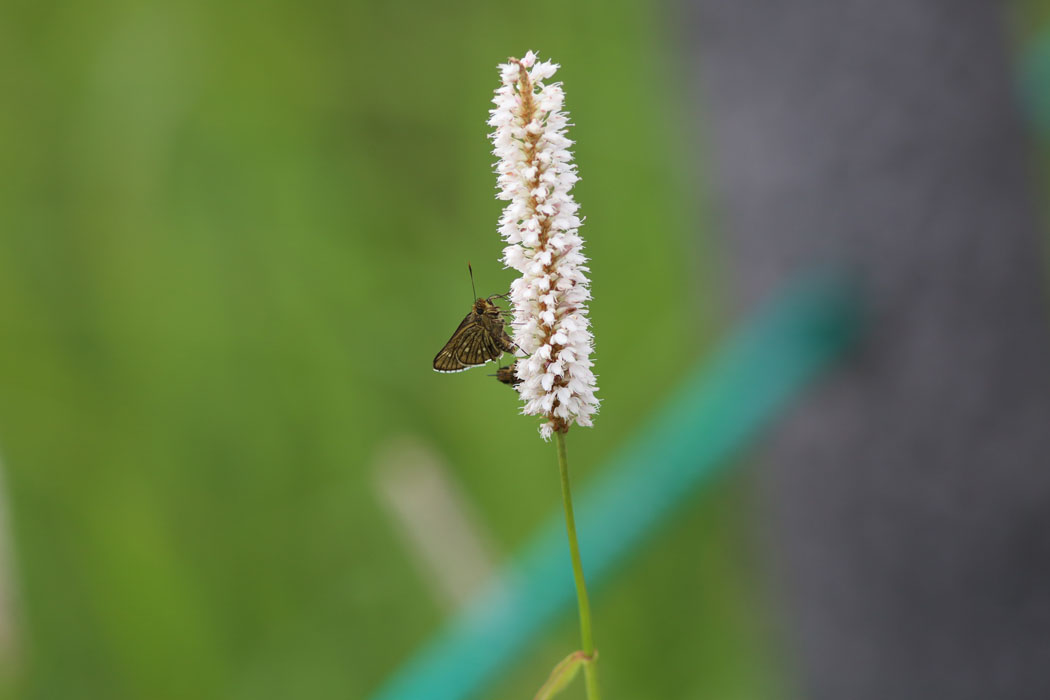イブキトラノオにはセセリチョウが。