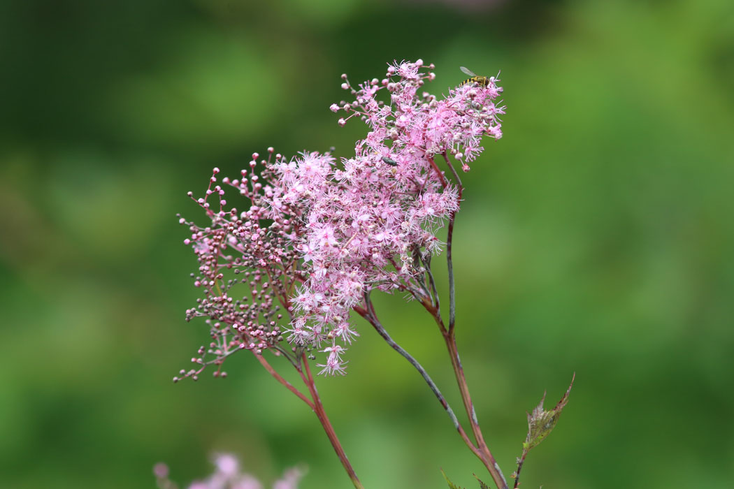花が開くと、花火のよう。