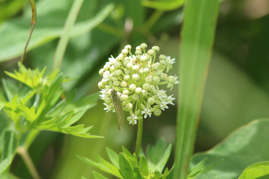 アサギマダラの幼虫の食草、イケマ。葉に毒があるので食べては「イケマ」せん。