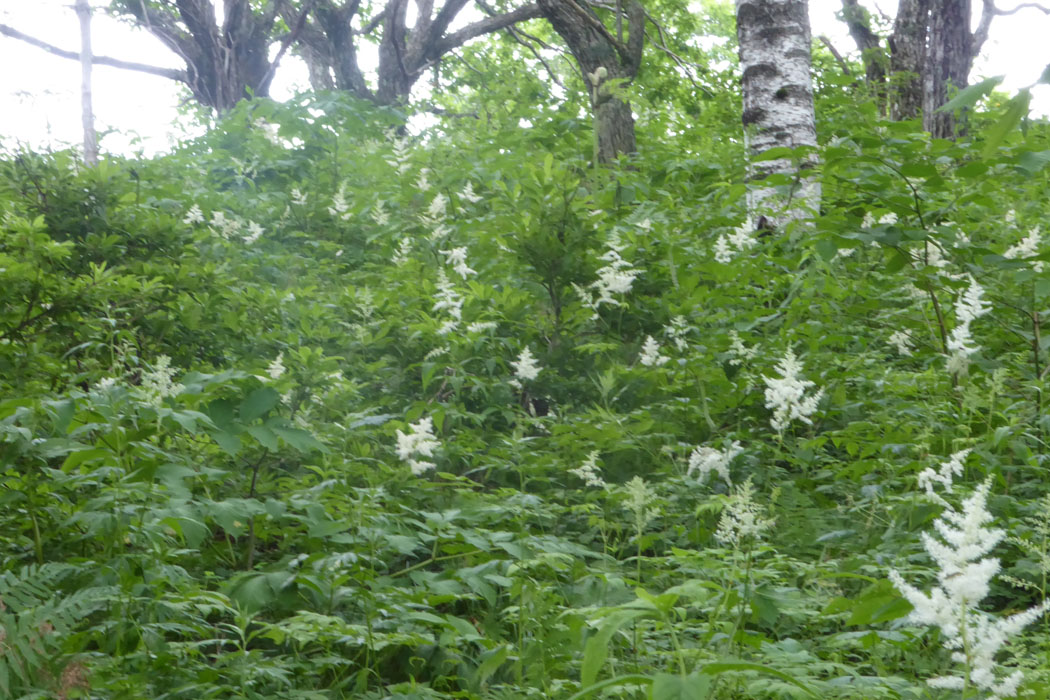 ショウマが群生している。