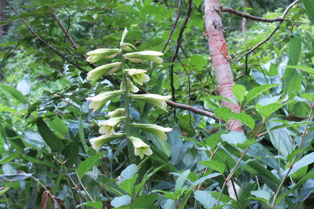 背の高いウバユリがたくさん花をつけていた。