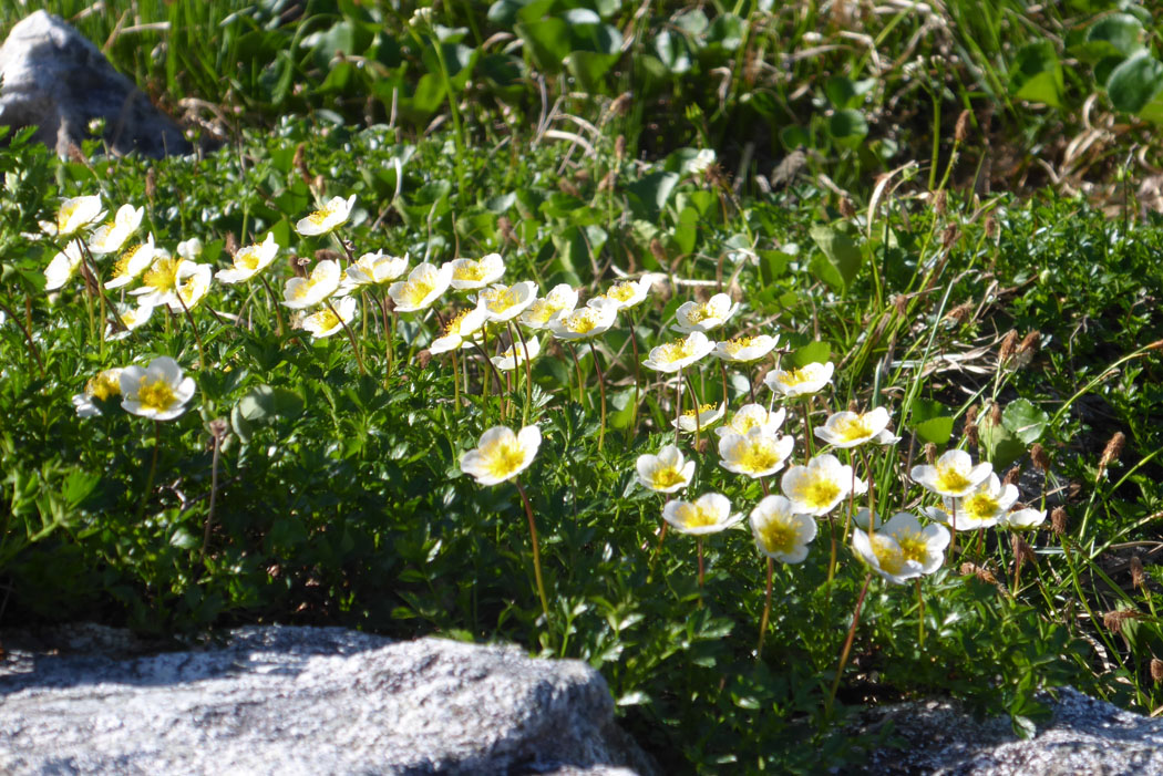 チングルマの花、可愛い。