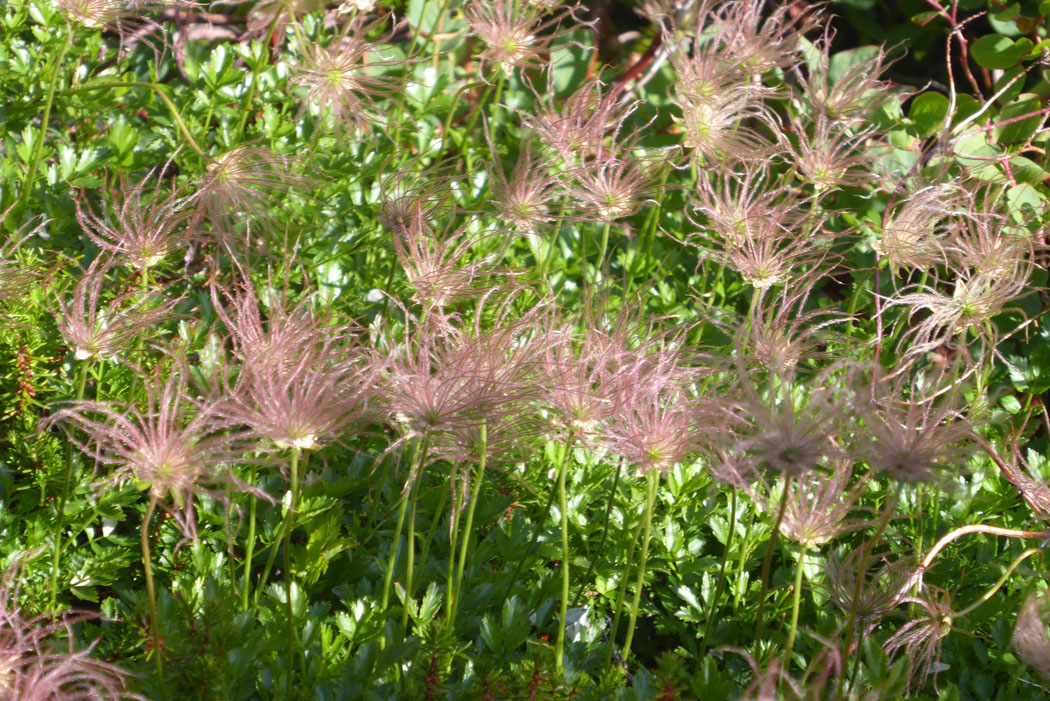 この綿毛、花弁が落ちた後花柱だ伸びたものだそうだ。