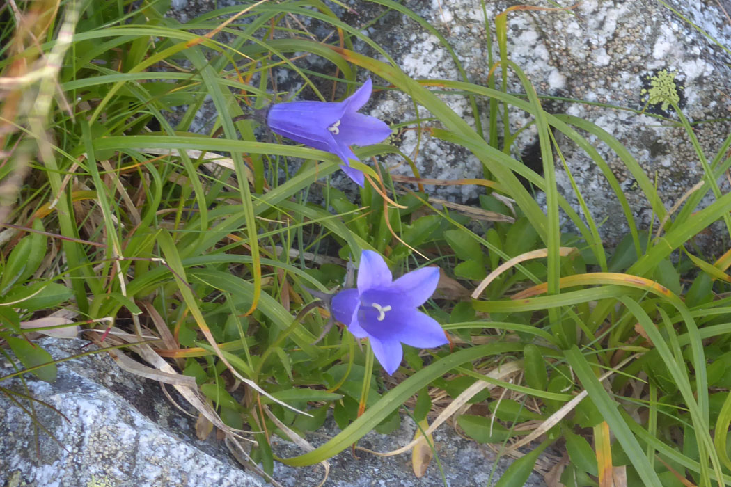 イワギキョウ。すごく似ているチシマギキョウもあった。