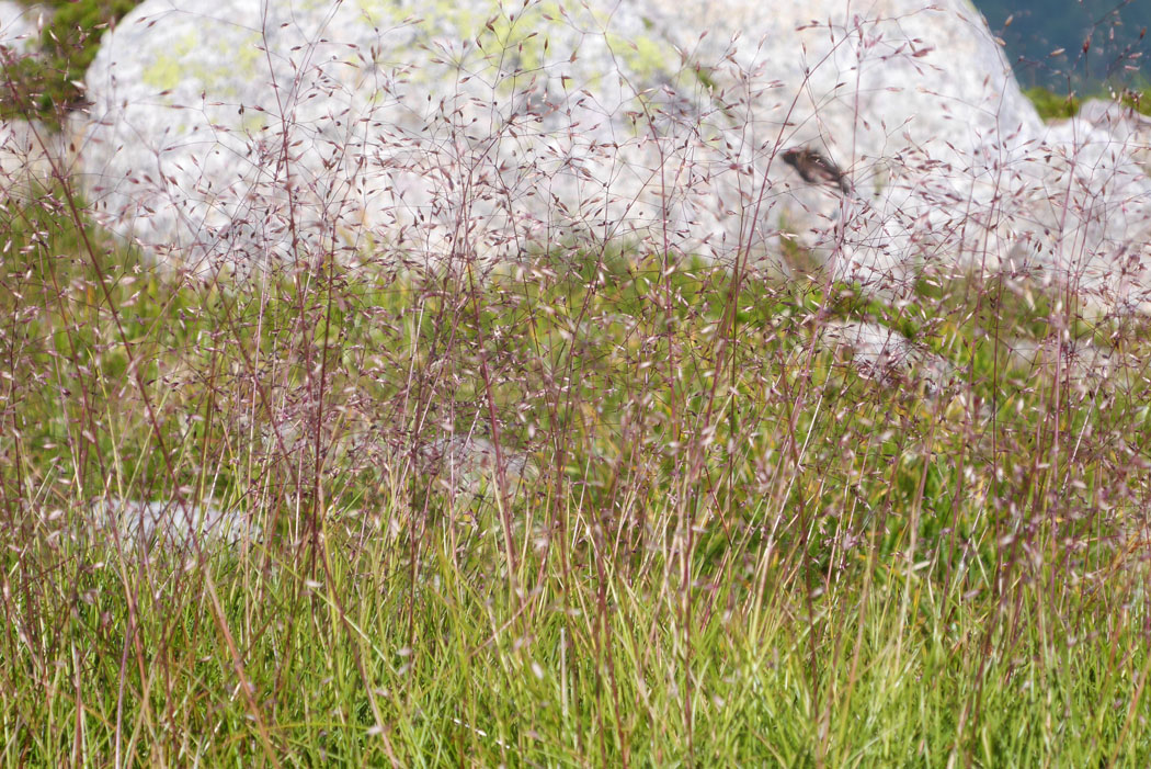 コメススキ。山の頂の荒れ地に群落。風にゆらゆらかわいい。