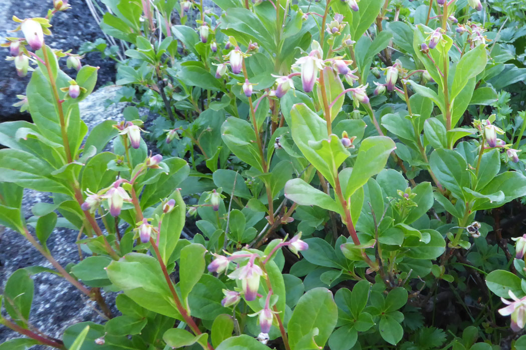 ミヤマホツツジ。まだ開花していないが、蕾も可愛い。