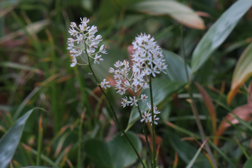 イワショウブの花は最初は白い。