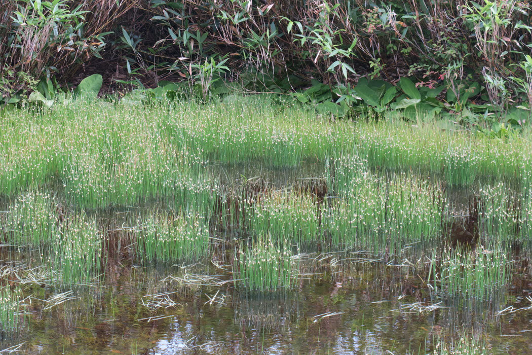 天狗原の湿地にイグサのような植物が。