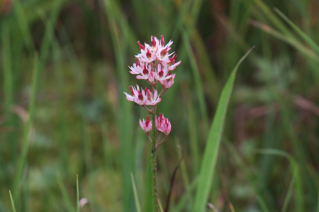 イワショウブの実。一見花のようだけど、中心の赤いのは実だそうだ。