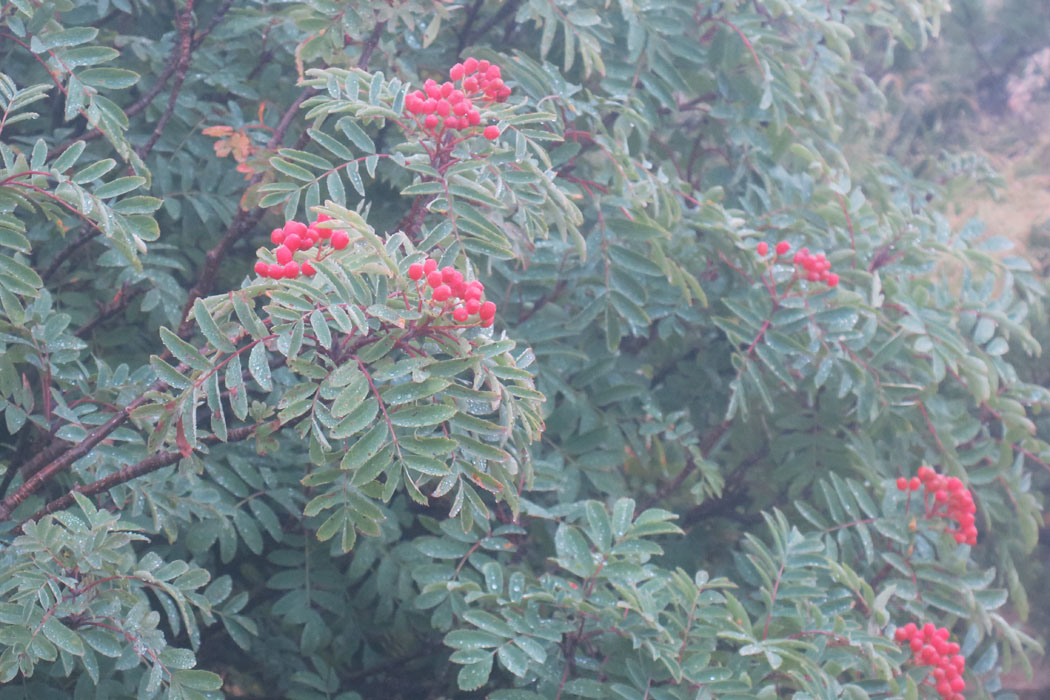 ナナカマドの実。葉はまだ紅葉していない。