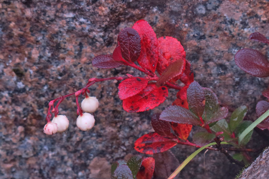 もう葉が紅葉している。白と赤のコントラストがいい。
