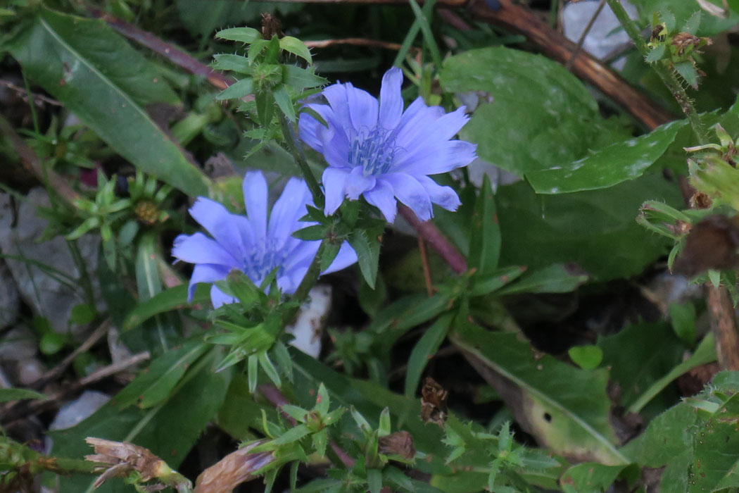 きれいなブルーの花だが、名称不明。