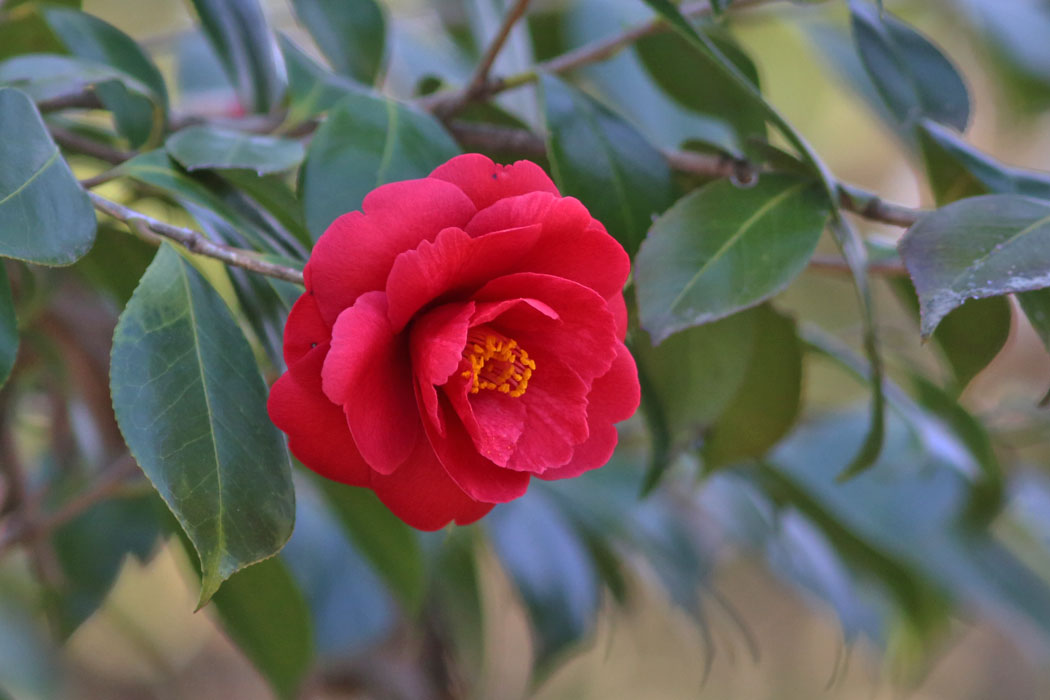 ツバキ園にはいろいろな品種の花が咲いていた。