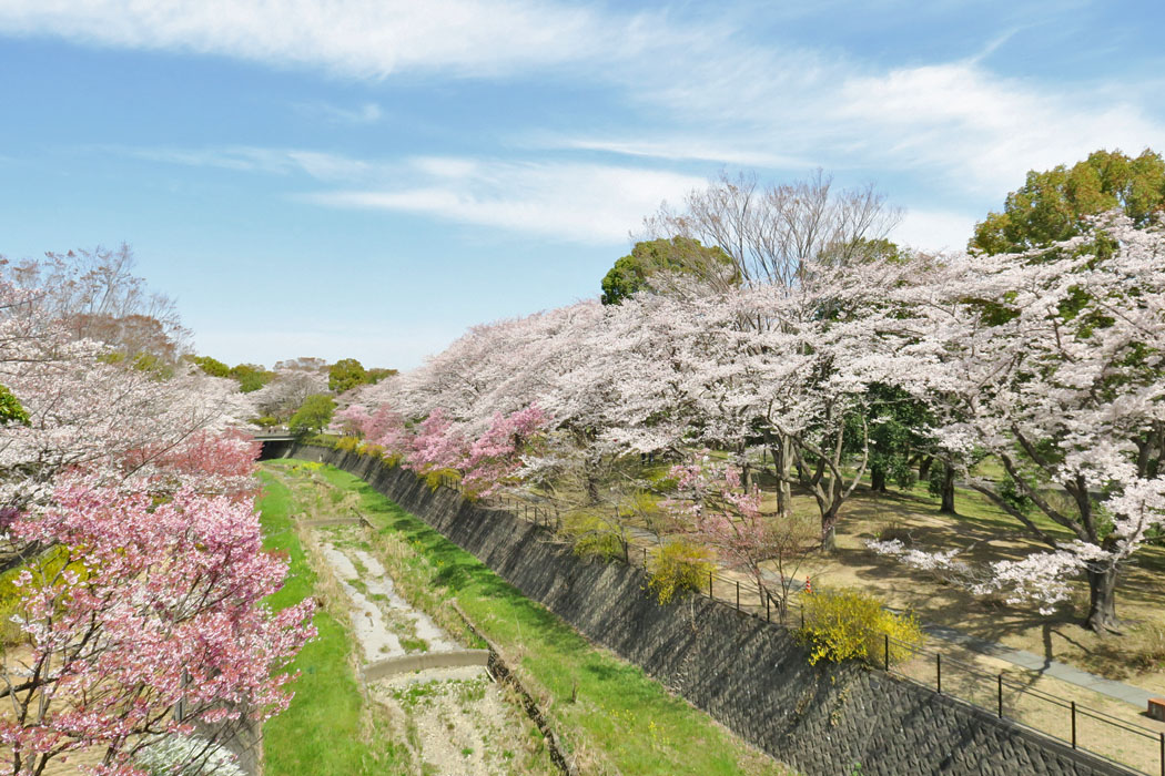 川沿いのサクラ。