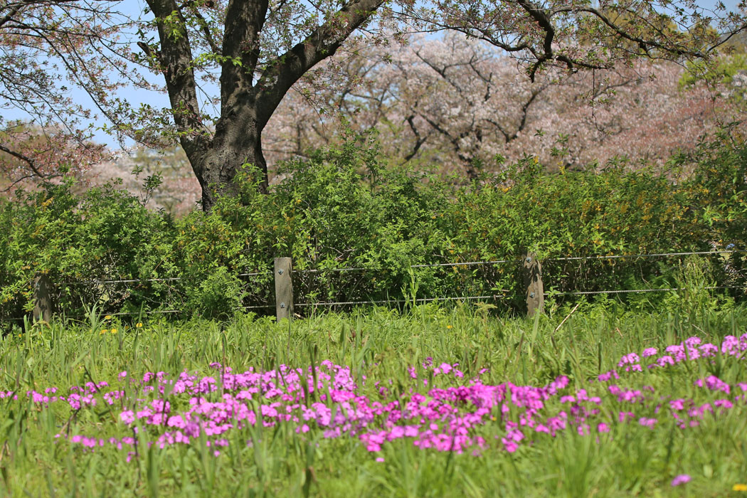 サクラとサクラソウ