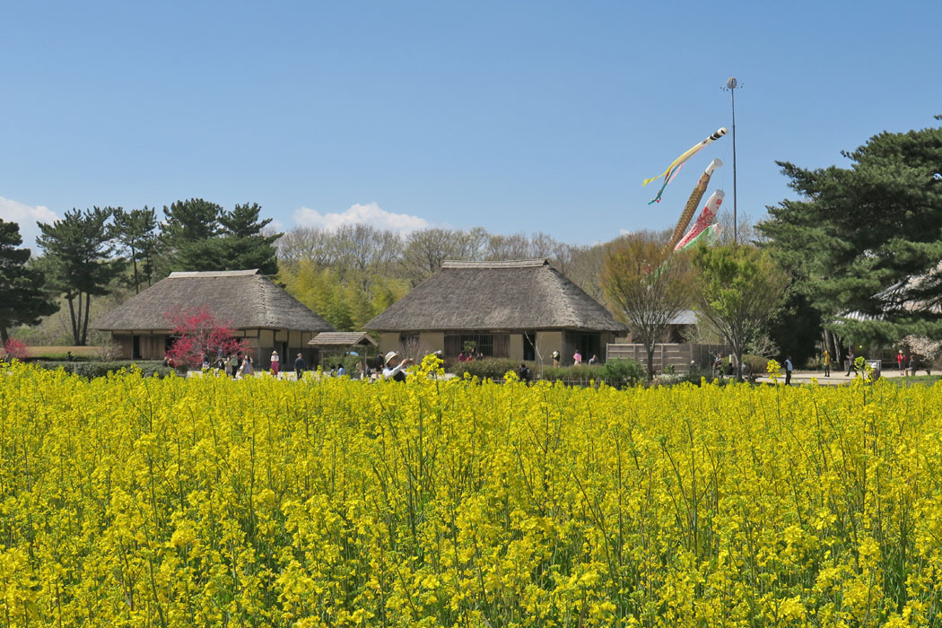 菜の花と古民家とこいのぼりと。
