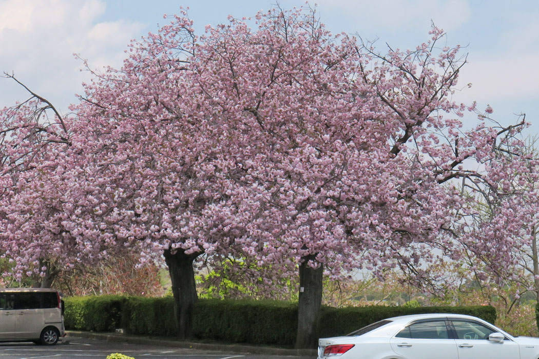 ひたちなか市の神峰公園。八重桜（関山桜）が真っ盛り。