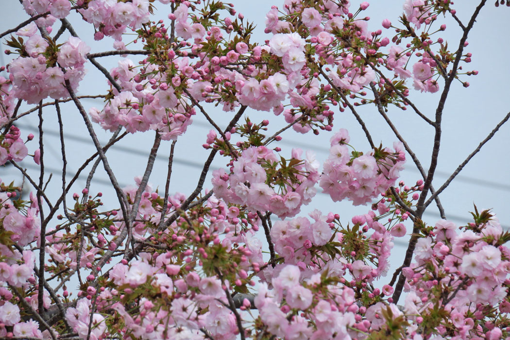 これは一葉桜。