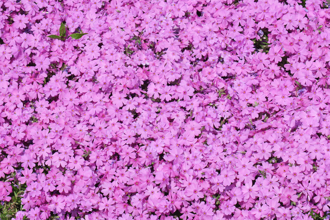芝桜の色も鮮やか。