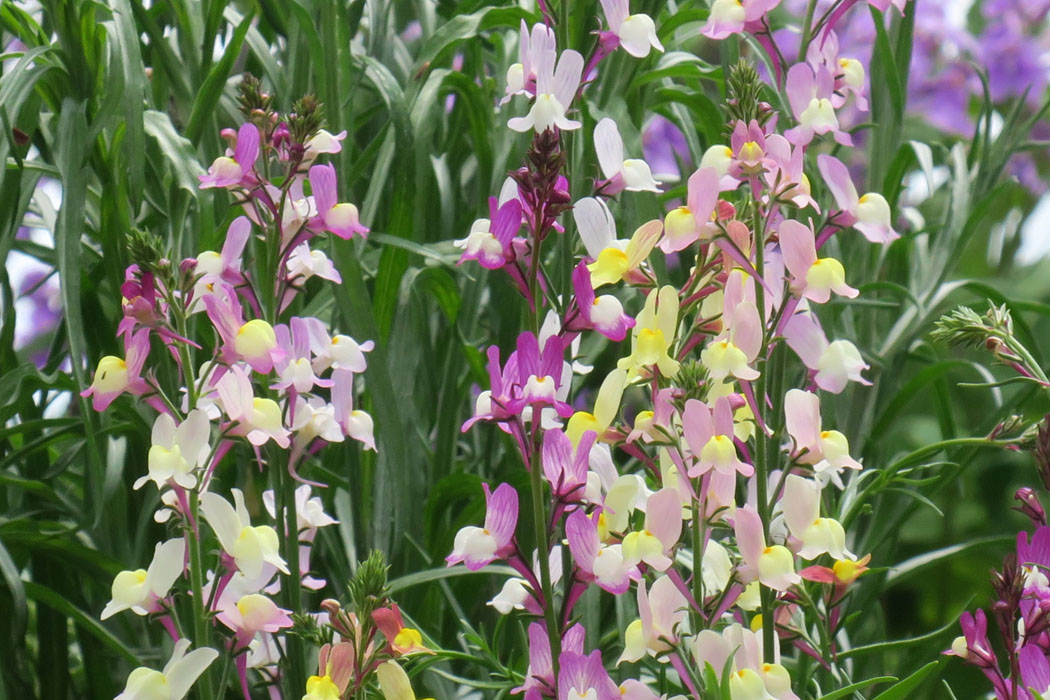 花壇の中に名のわからない花が。土手も素敵。ランの種類？