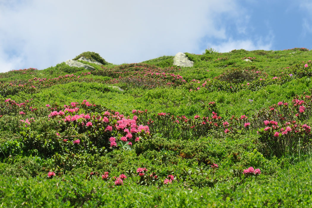 山の斜面には赤いアルペンローズがj花盛り。