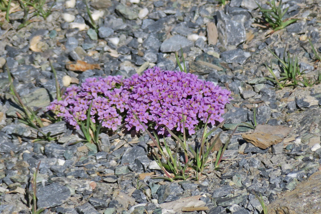 岩場にへばりつくようにピンクの花が。