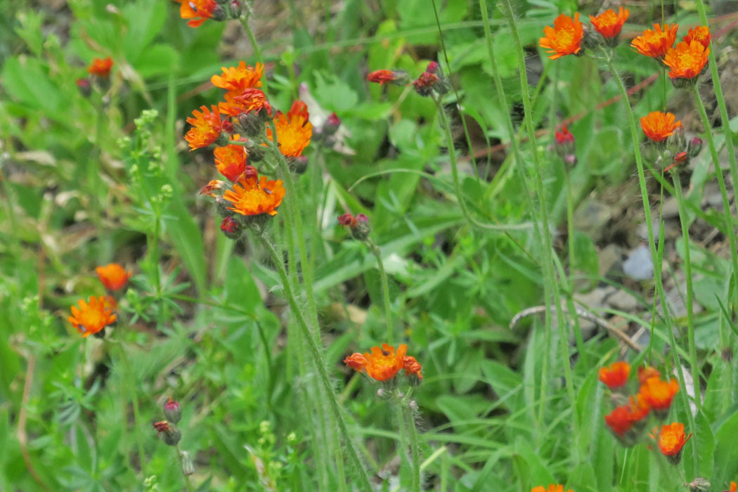 オレンジ色があざやかなキク科の花。
