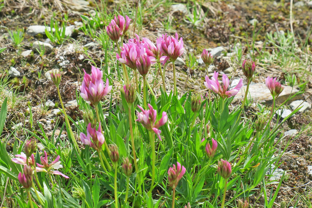 Trifolium alpinum　マメ科ジャグジソウ科。