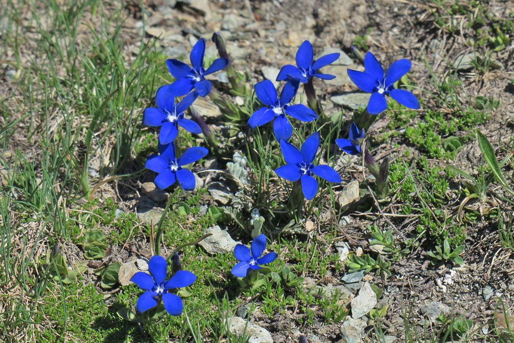 真っ青な花。Gentigana verna