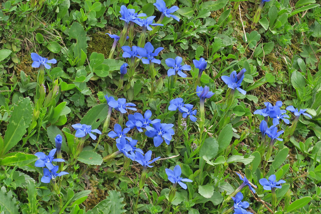 こちらは淡い青。花弁の形もいろいろ。