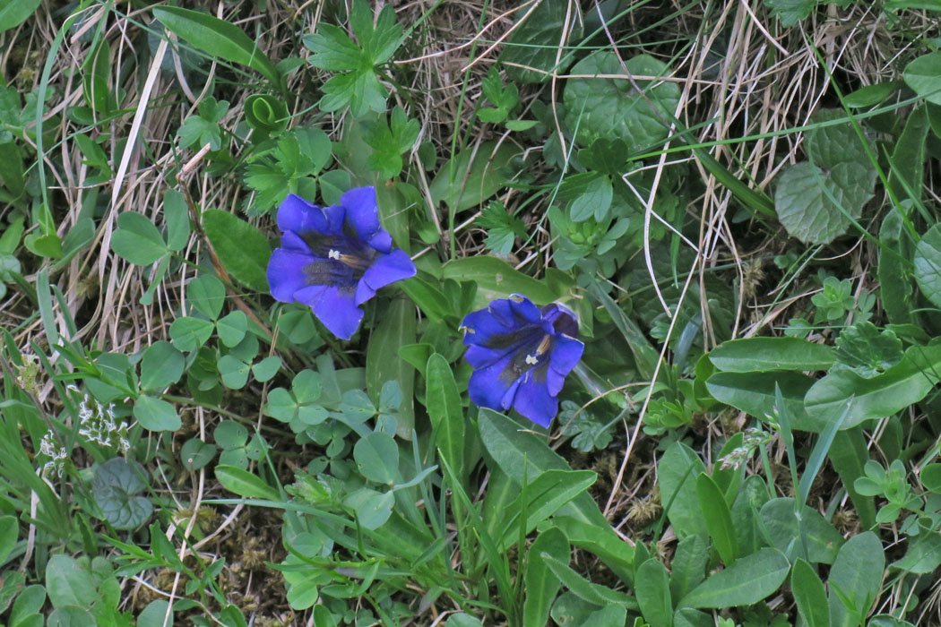 Gentiana kochiana