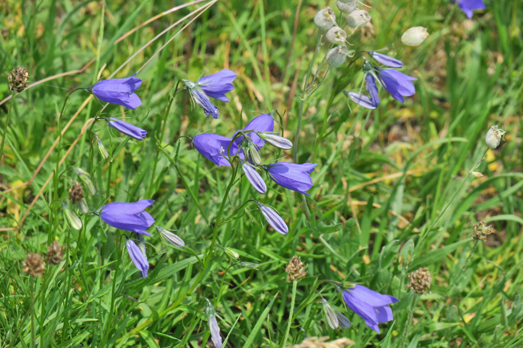ベルフラワー。キキョウ科。　Campanula　rotundifolia
