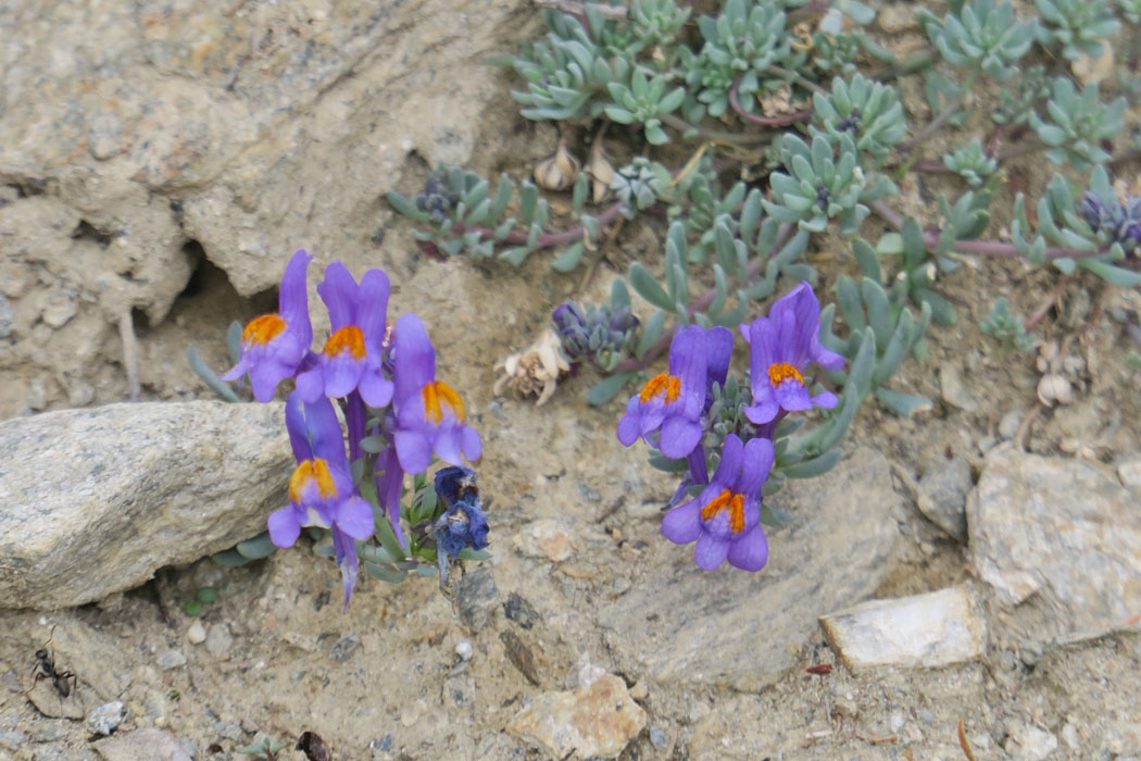 ムラサキマメ(マメ科）。Linaria alpina