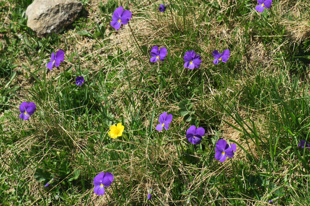 サンシキスミレの仲間（Viola calcarata など数種ある）。