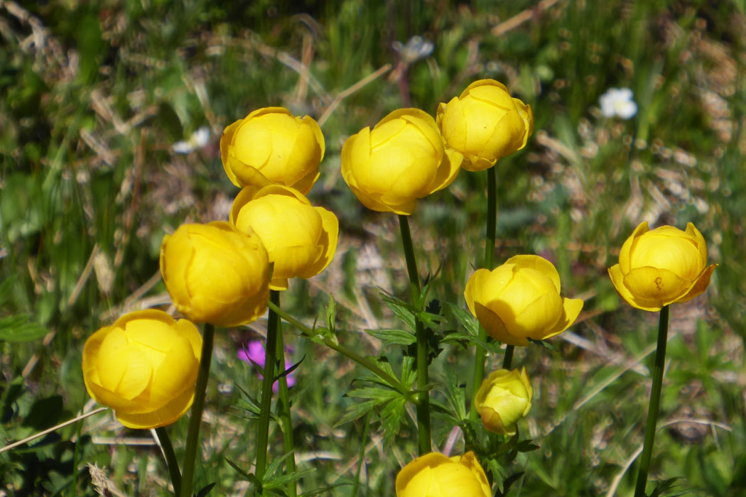 鮮やかな黄色の花。一見チューリップのよう。Trollium europeaus(キンポウゲ科）