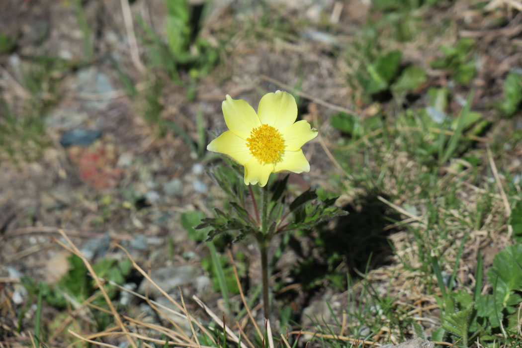 花が開くと淡い黄色の花。
