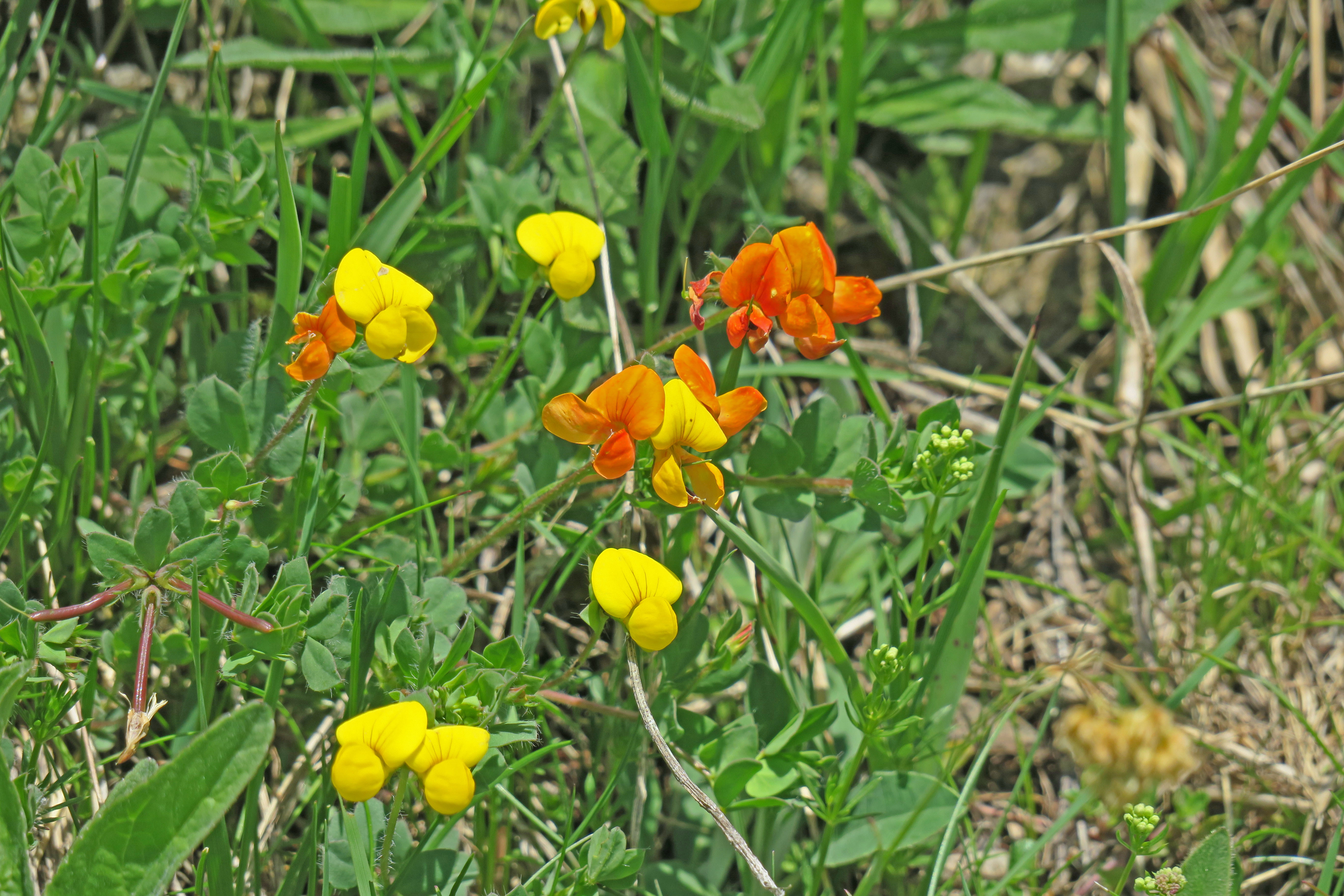 オレンジ色の花も混ざっている。