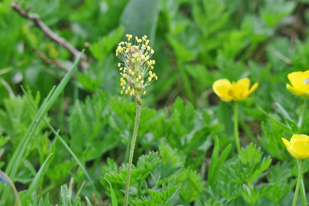 線香花火のようなかわいい花。