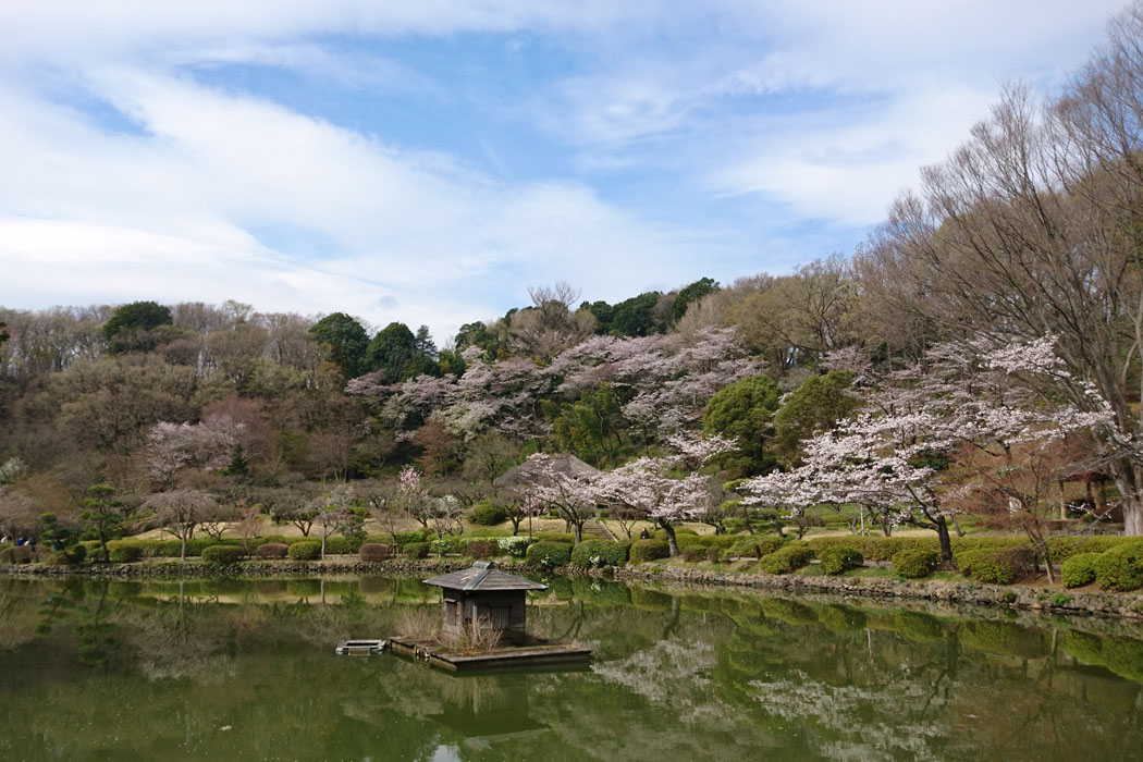 薬師池公園のサクラ。すでに散り始めている。