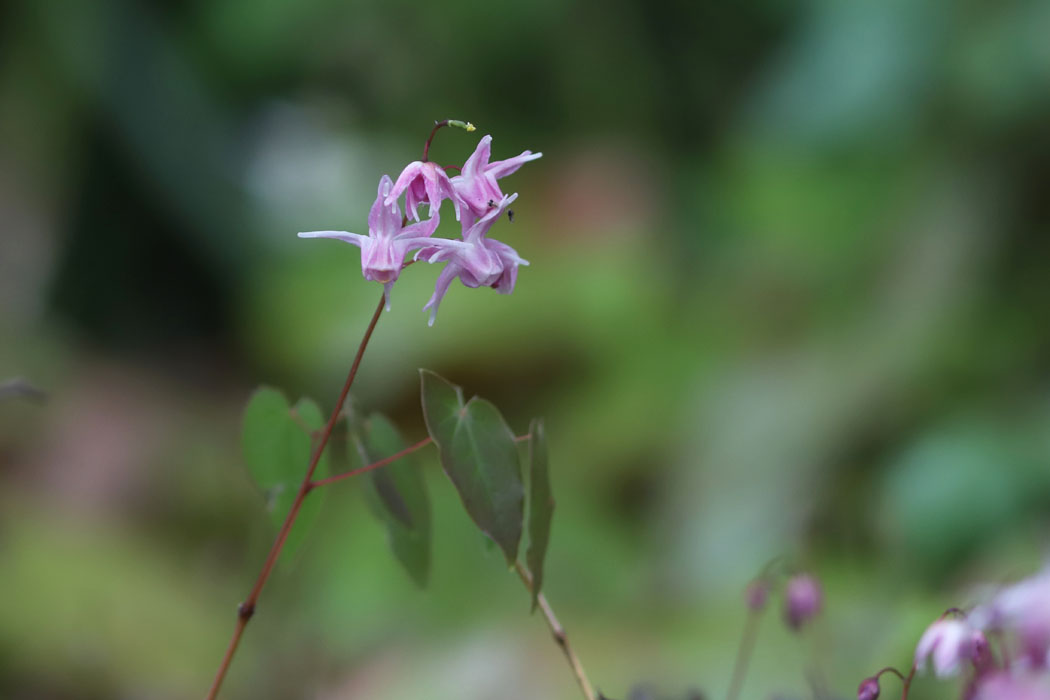 イカリソウも可憐な花を付けている。