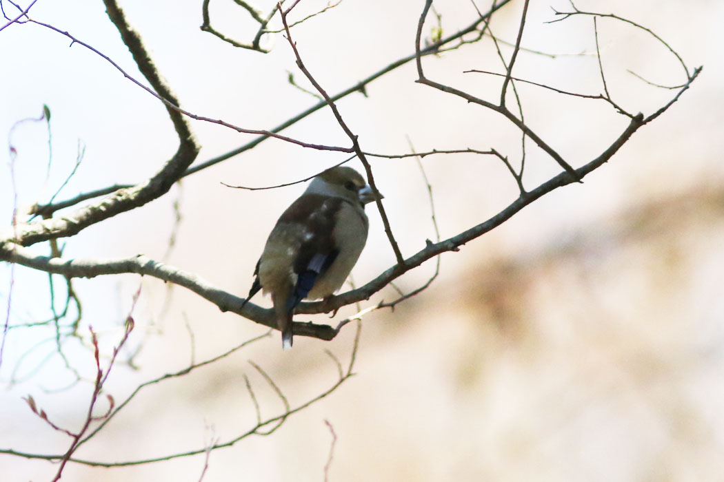 木の上でじっとしている、おかしな鳥発見。