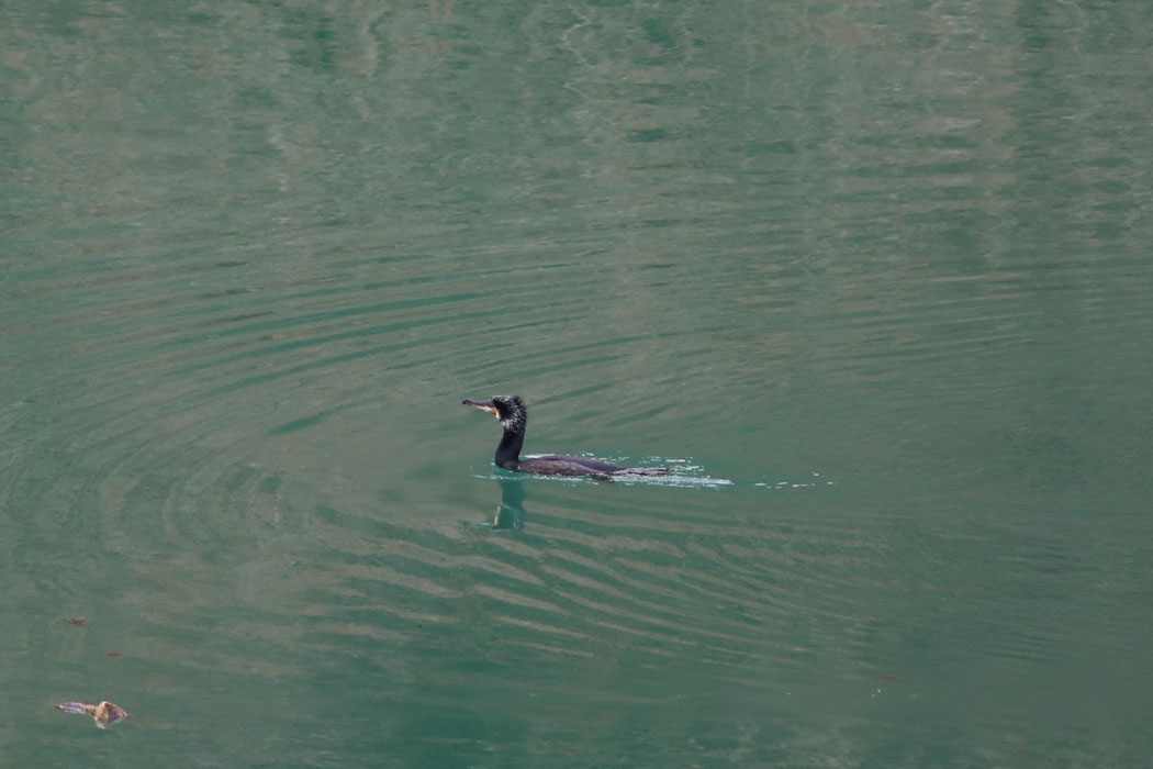 川の下にはカワウがしきりに潜水。