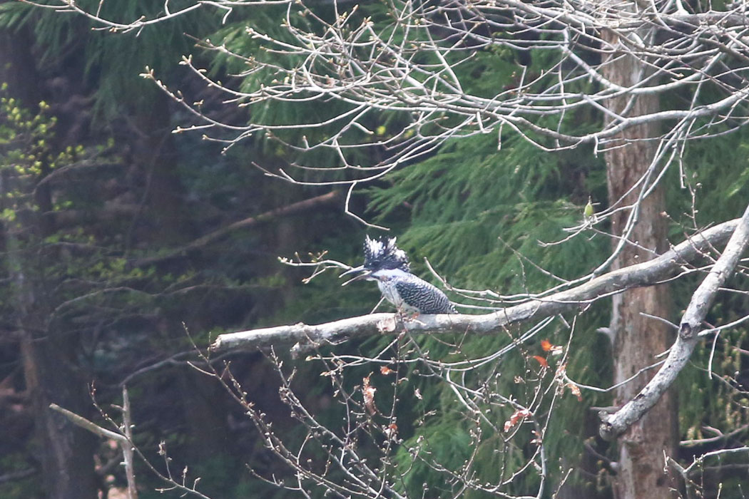 あ！鳴いた。