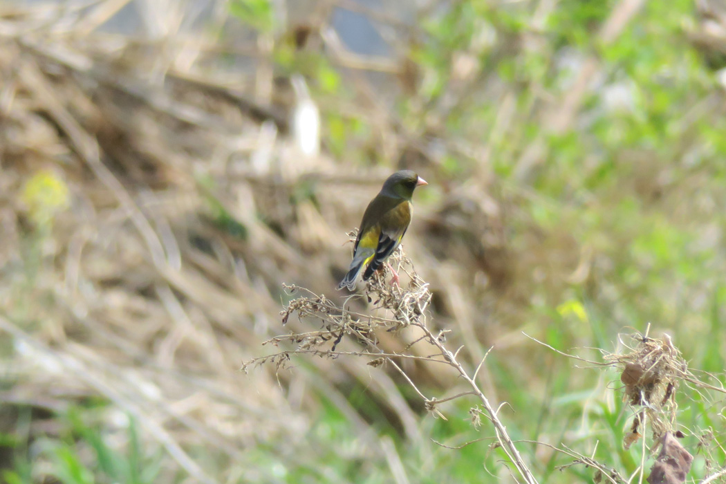 カワラヒワだ。冬鳥だと思ったのに、帰らなくていいのかな?