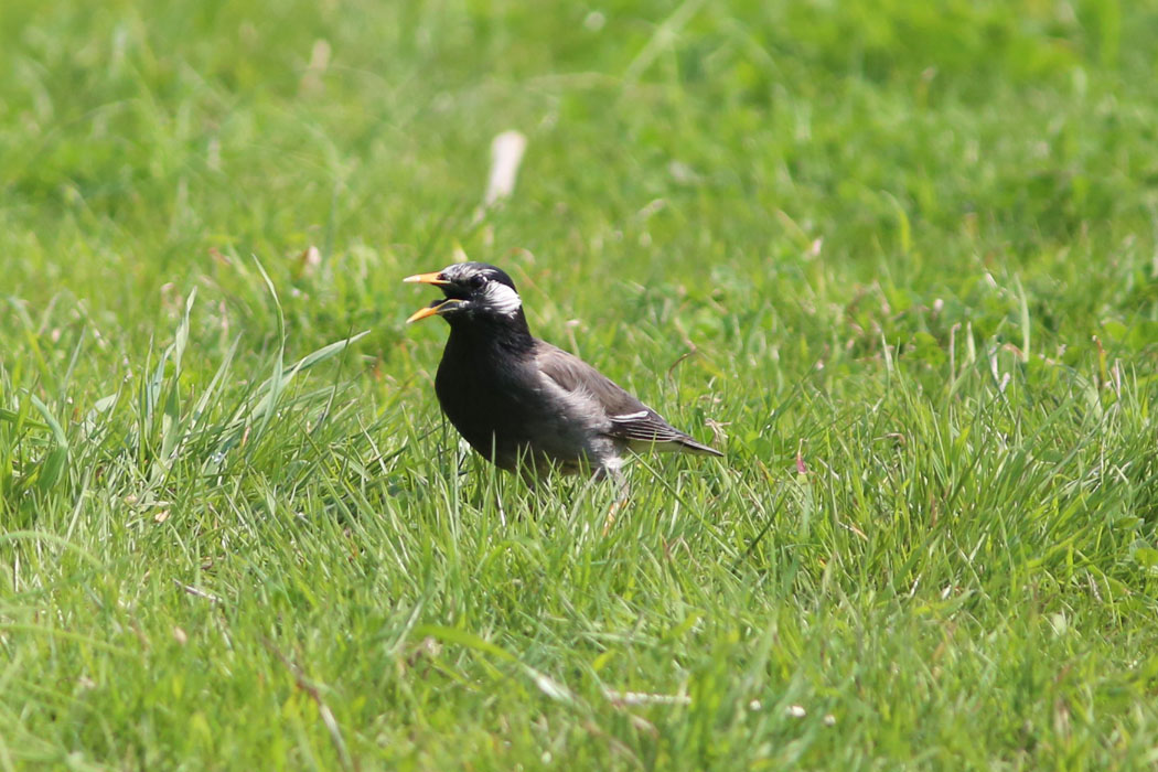 最後にムクドリが鳴いて見送ってくれた。